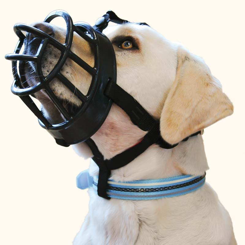 Can you still hear the lambs? I can, because my hearing is very good.
